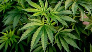 SEO du cannabis : Guide de classement en haut de Google