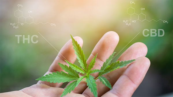 Business Banking for CBD Companies