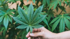 CBD Business Opportunities In The Usa?